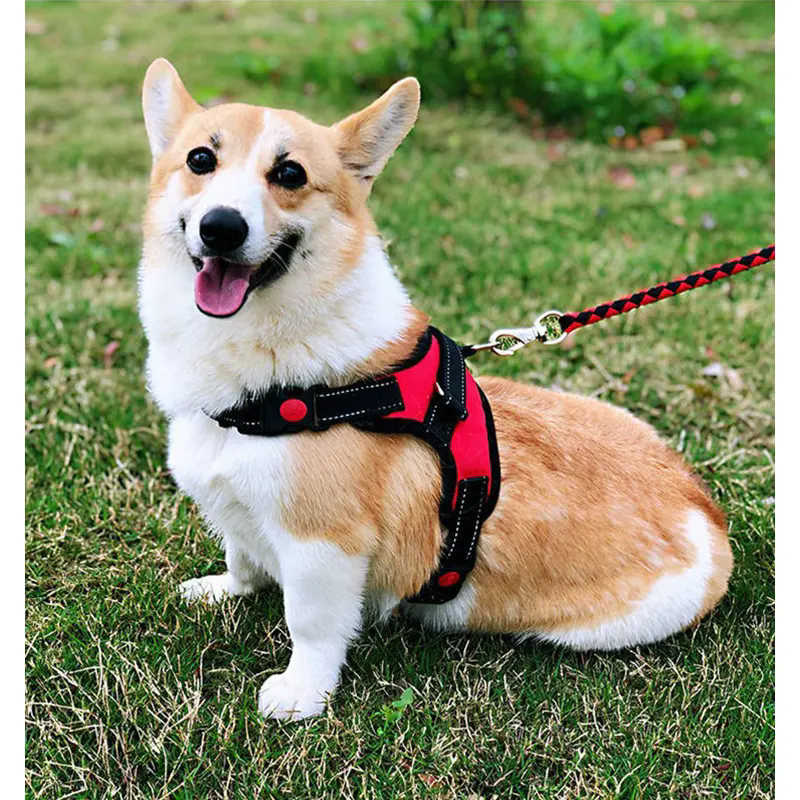 How Can a Pet Harness Improve Your Dog’s Safety and Comfort During Daily Walks?