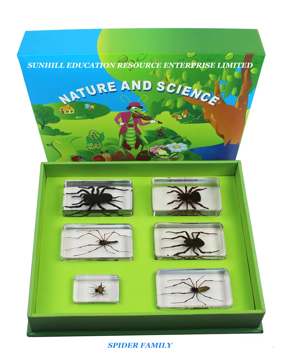 Children Toy, Nursery School Educationa Science Learning Toy, Kids Classroom Educationteaching Specimen for Kindergarten and Preschool