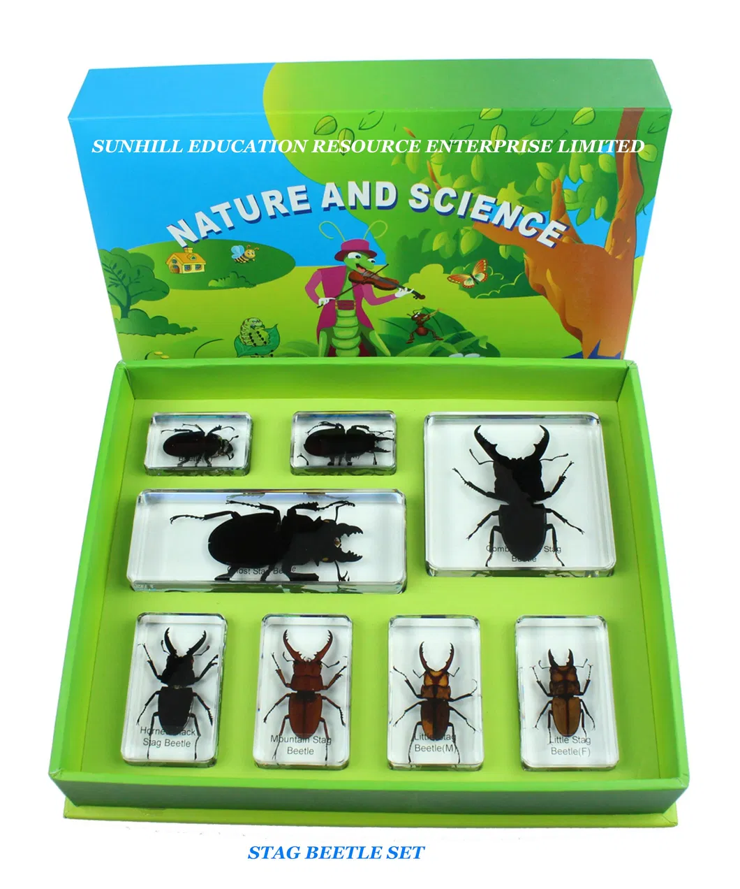 Children Toy, Nursery School Educationa Science Learning Toy, Kids Classroom Educationteaching Specimen for Kindergarten and Preschool
