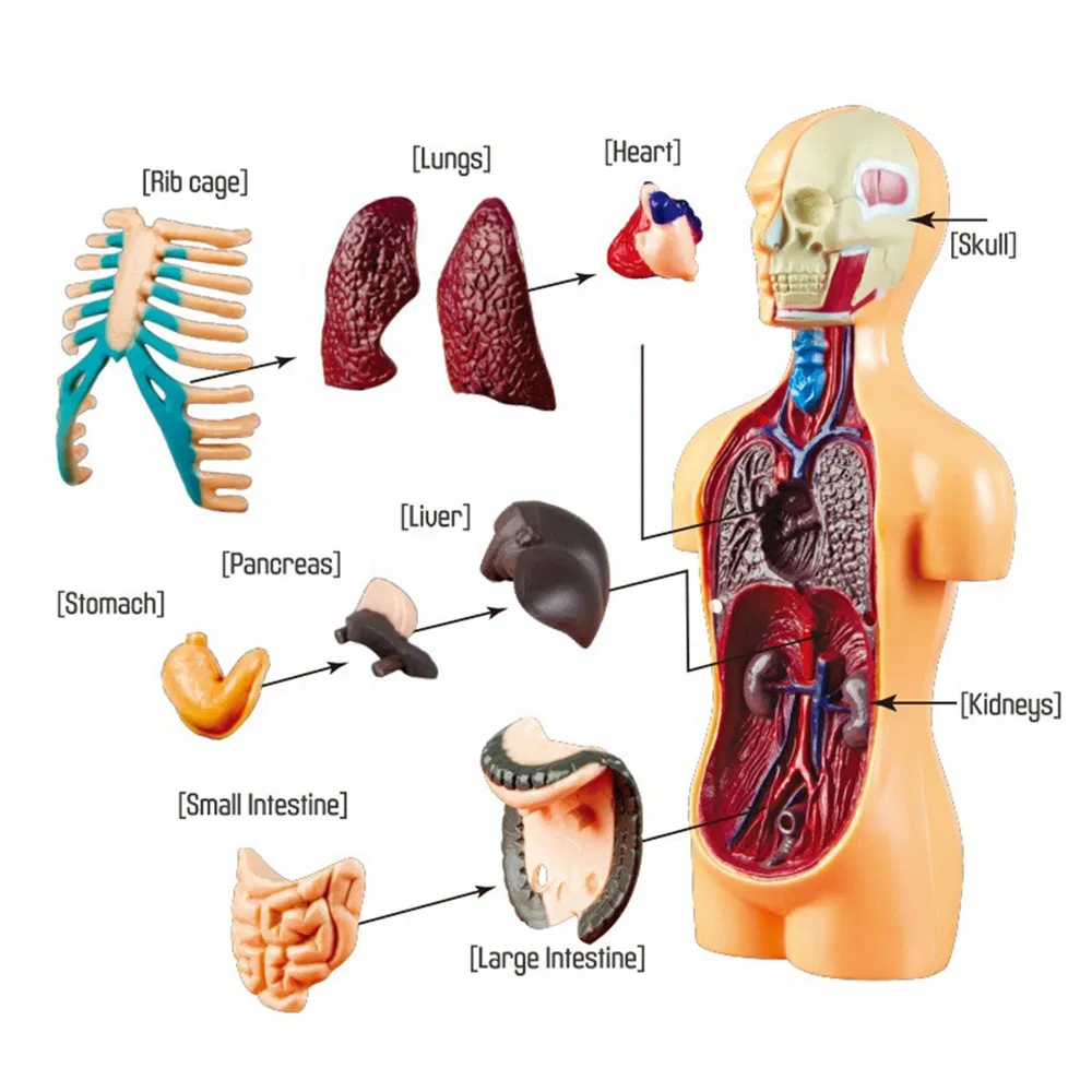 Educational Toy Assembling Human Body Organ Kid Anatomy Model Toy Medical Human Anatomy Teaching Learning Popular Science Toy