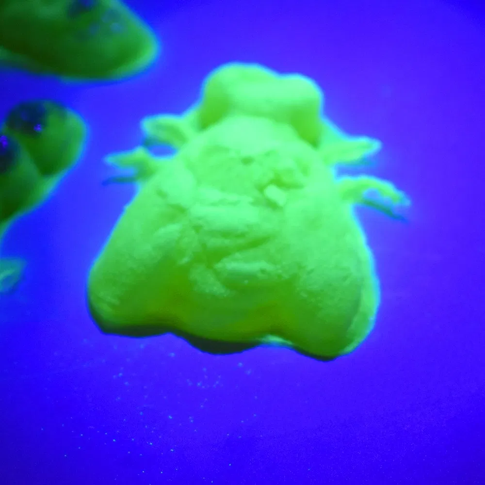 Jelly Bugs Educational Science Experiment Kit for Kids